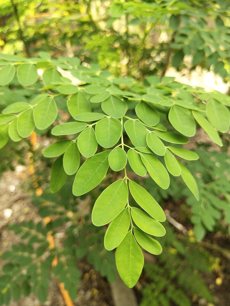 Moringa Oleifera leaf powder supports the immune system